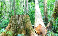Sẽ khởi tố vụ phá rừng ở Bình Định