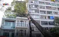 Cổ thụ bật gốc đè trúng nhà 3 tầng, nhiều người tháo chạy