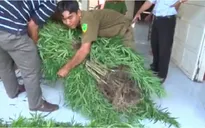 Liên tiếp phát hiện và thu giữ nhiều cây cần sa tại Vĩnh Long