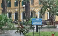 Hà Nội: Nhiều cây đổ gục do mưa dông