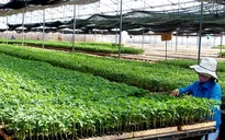 Cần tổ chức lại khâu sản xuất cây giống tại ĐBSCL