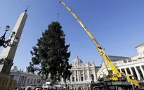 Cây thông mừng Giáng sinh ở Vatican cao 21m
