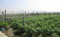 Khánh Hòa chuyển đổi cơ cấu gần 6.000 ha cây trồng