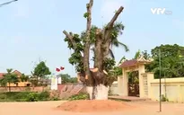 Hà Nội nghiêm cấm chặt cây xanh khi giải tỏa hành lang ATGT
