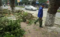 Hà Nội tiếp tục dời 130 cây xanh để làm đường sắt đô thị