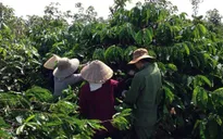 Đăk Nông: Tái canh cây cà phê gặp nhiều khó khăn