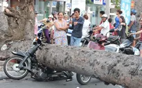 Cây xanh bật gốc, đè nát 2 xe máy