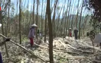 Hà Tĩnh: Giúp dân tiêu thụ cây bị đổ gãy sau bão số 10