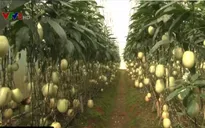 Lâm Đồng: Nhập khẩu hơn 90% cây giống nông nghiệp công nghệ cao