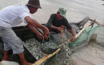 An Giang cấm khai thác cá linh non đến tháng 9/2017