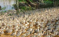 Long An tăng cường phòng chống cúm gia cầm