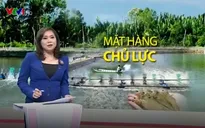 Cần những giải pháp đột phá để xuất khẩu tôm đạt kim ngạch 10 tỷ USD