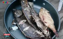 Thưởng thức cá giò nướng muối ớt - đặc sản khó quên của Đà Nẵng