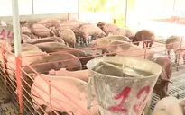 Người chăn nuôi ký cam kết không dùng kháng sinh và chất cấm