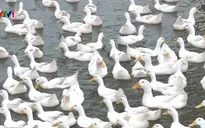 Kinh nghiệm từ người chăn nuôi 30 năm không xảy ra dịch bệnh