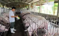 Đồng Nai cơ cấu lại khoản nợ 28 tỷ đồng cho chăn nuôi lợn