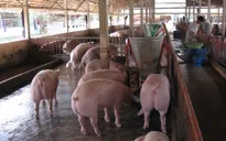 Gia hạn nợ cho khách hàng vay vốn chăn nuôi lợn