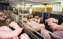 Những điểm cơ bản của dự án Luật Chăn nuôi được trình lên Quốc hội