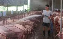 Chuyển dịch chăn nuôi vùng Đông Nam Bộ theo hướng công nghệ cao