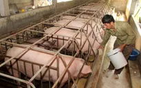 Giá lợn hơi rẻ hơn... rau, Bộ Nông nghiệp "cầu cứu" Thủ tướng