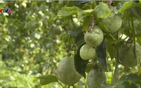 Ồ ạt trồng, chanh dây giờ lại rớt giá thê thảm
