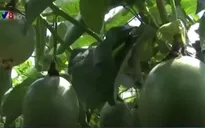 Chanh dây lên giá, nông dân Đăk Nông phấn khởi