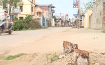 Kiến nghị Hà Nội xử lý tập thể, cá nhân vụ chặt cây xanh trên vỉa hè