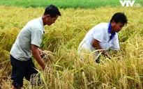 Đồng Tháp: Sản xuất lúa theo hướng hữu cơ để nâng cao chất lượng gạo