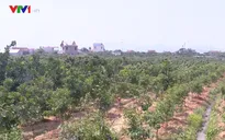 Lo mất mùa, nông dân Bắc Giang chặt vải trồng cam