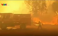 Chile ban bố lệnh báo động đỏ do cháy rừng thiêu rụi hơn 50ha