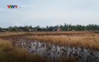Hơn 1.300ha đất nông nghiệp tại Quảng Bình bị nhiễm mặn