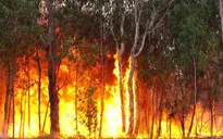Cháy rừng nghiêm trọng ở Australia
