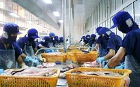 Đề xuất thành lập trung tâm sản xuất cá tra giống chất lượng cao
