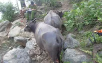 Hàng chục con trâu ở Thanh Hóa bị chém đứt gân chân