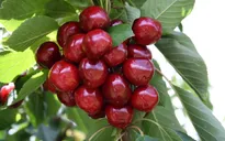 Nông dân làm giàu nhờ trồng cherry gắn với du lịch ở Trung Quốc