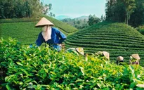 Việt Nam tăng cường xuất khẩu chè sang Mỹ