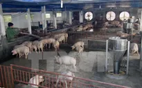 Đồng Nai hỗ trợ 10% phí giết mổ heo cho người dân