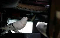 Bồ câu có thể nhận thức không gian và thời gian