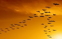 Chim trời xuất hiện dày đặc trên cánh đồng biên giới Đồng Tháp