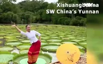 Múa trên những lá sen khổng lồ