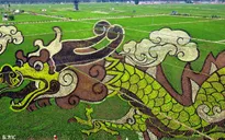 Tranh 3D lớn nhất thế giới trên đồng lúa