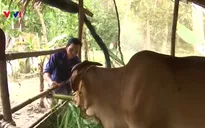 Tín dụng chính sách vùng Tây Nam Bộ phát huy hiệu quả kinh tế