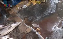 Người dân Phú Yên bức xúc trước nỗi ám ảnh ô nhiễm từ chợ cá