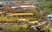 Chợ hoa, cây kiểng Tết và nỗi niềm người bán