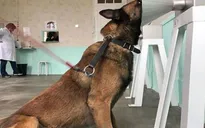 Các nhà khoa học sử dụng chó để phát hiện ung thư vú