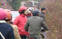 Chợ hoa Quảng Bá rộn ràng không khí Tết