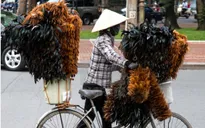 Chuyện về làng chổi lông gà ở miền Tây