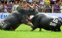 Lễ hội chọi trâu: Không quản được thì cấm?