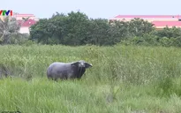 Có dấu hiệu bất thường ở Lễ hội chọi trâu Hải Phòng