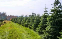 Trang trại thông Noel tại Mỹ vào mùa lễ hội